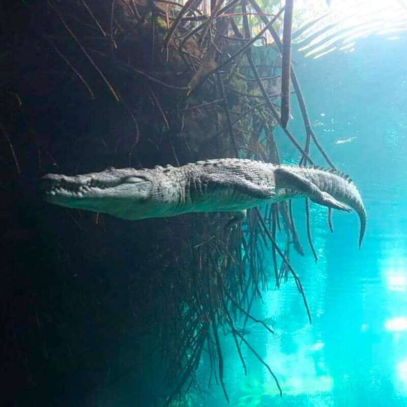 Playa del Carmen: Dual Realm Diving (Cenote + Reef Diving) - Authentic Insights from Reviews