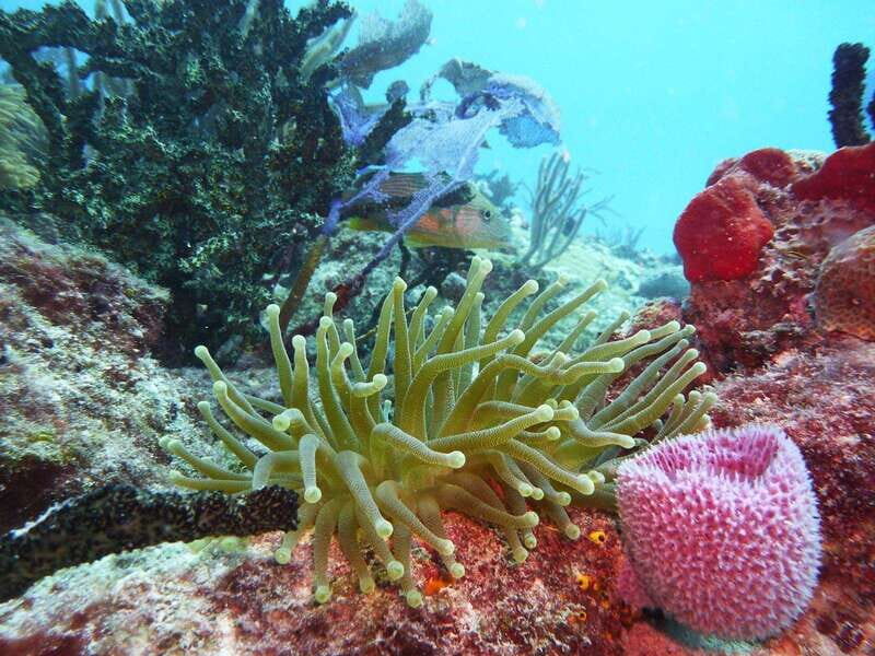 Playa del Carmen: Extreme Cozumel Diving by Speed Boat - The Sum Up: Who Is This Tour Perfect For?  