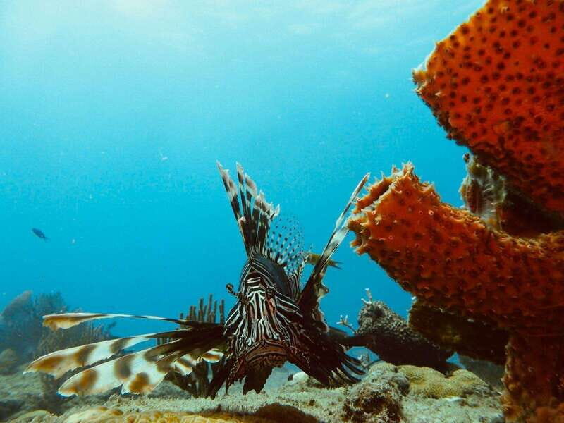 Playa del Carmen: Extreme Cozumel Diving by Speed Boat - FAQ  