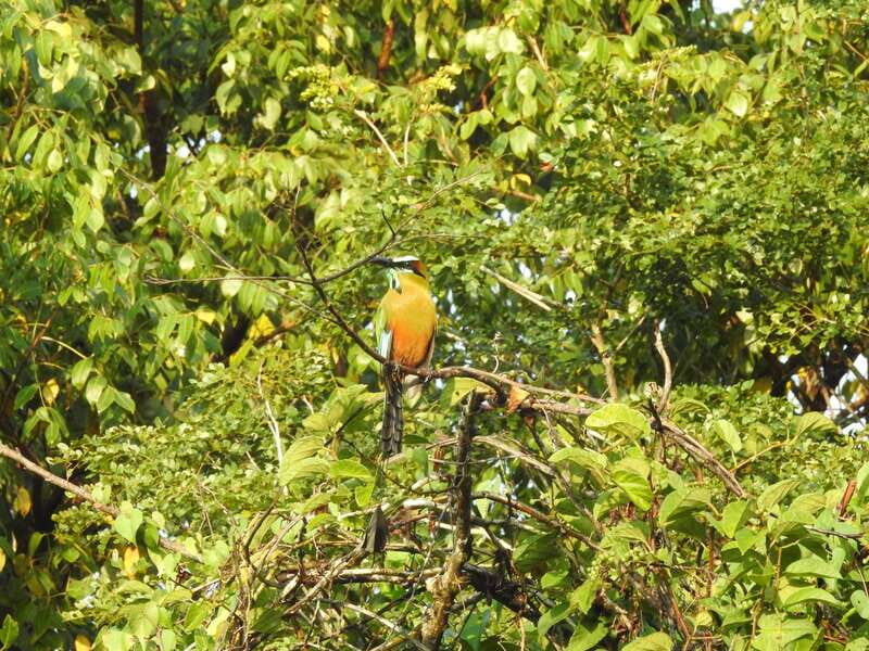 Playa del Carmen: Guided Birdwatching Hike - An In-Depth Look at the Playa del Carmen Birdwatching Hike