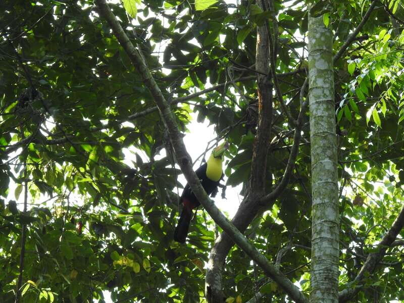 Playa del Carmen: Guided Birdwatching Hike - Frequently Asked Questions