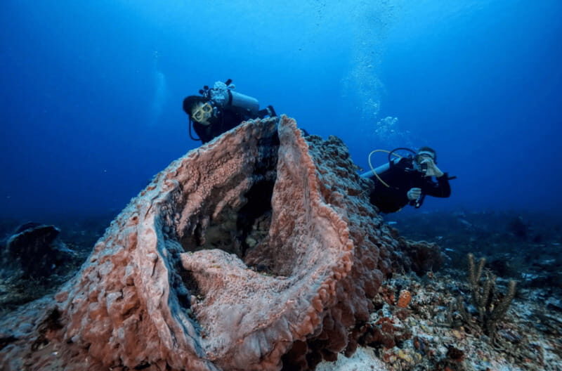 Playa del Carmen: Guided Reef Diving for Certified Divers - A Closer Look at the Experience