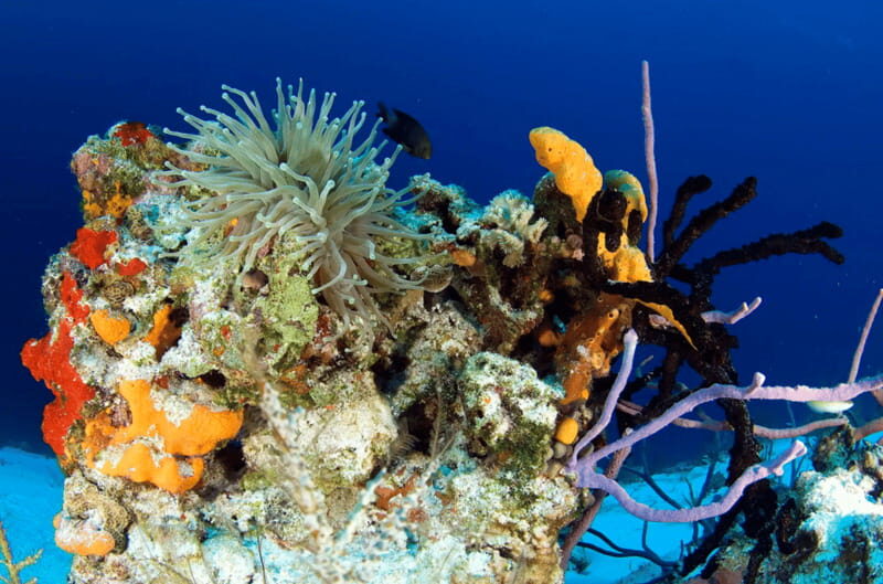Playa del Carmen: Guided Reef Diving for Certified Divers - The Sum Up