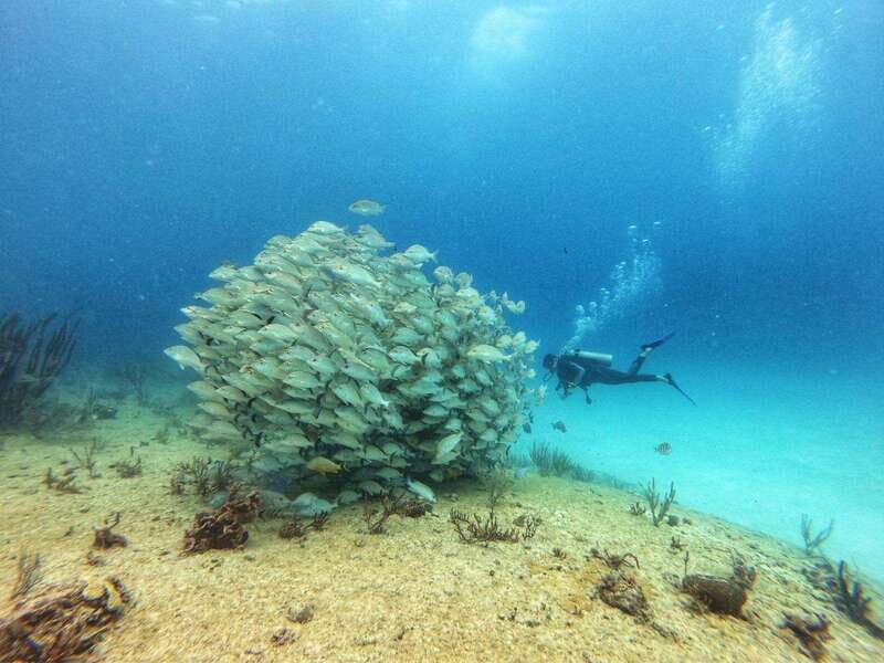 Playa del Carmen: MamaViña Wreck & Reef for Certified Divers - Practical Details and What You Need to Know
