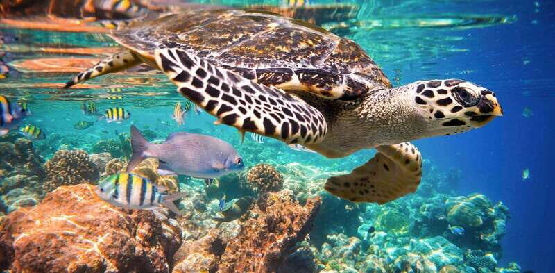 Playa del Carmen: Nature Underground Cenote & Turtle Swim - Key Points