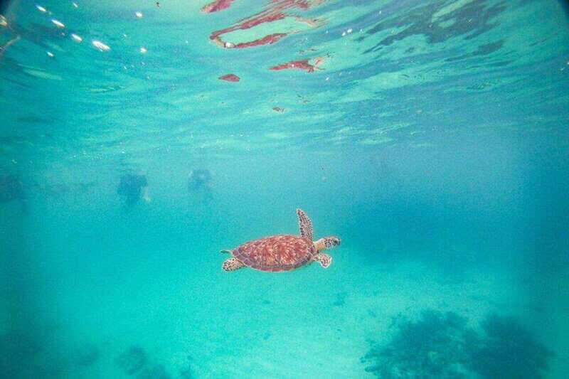 Playa del Carmen: Nature Underground Cenote & Turtle Swim - An Overview of the Experience