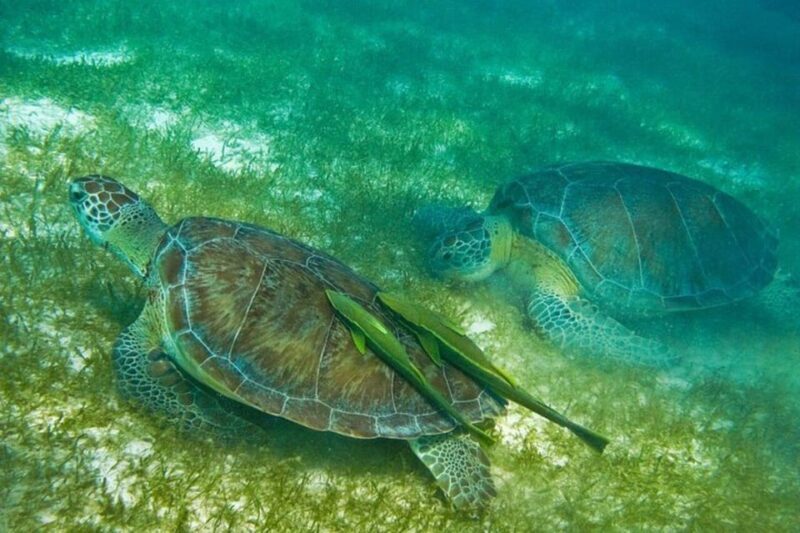 Playa del Carmen: Nature Underground Cenote & Turtle Swim - FAQ