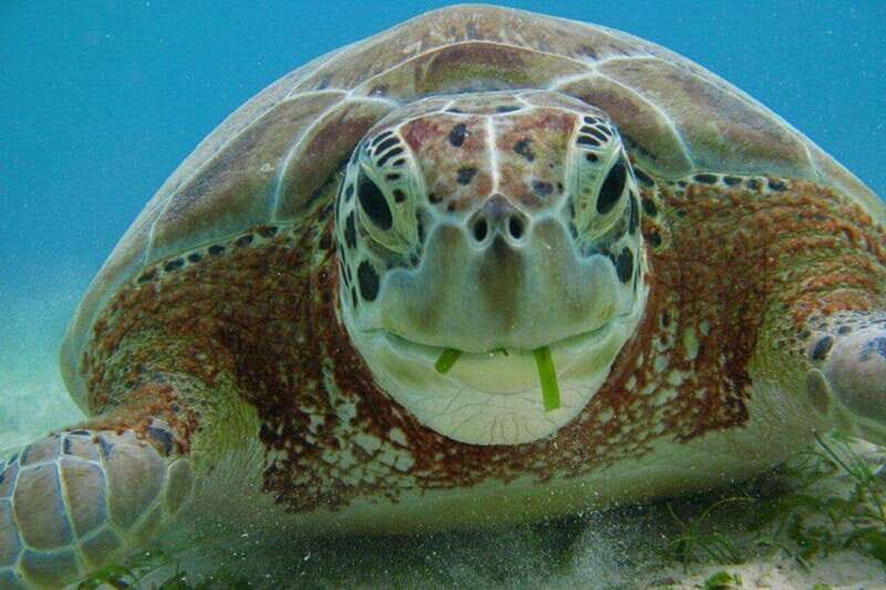 Playa del Carmen: Nature Underground Cenote & Turtle Swim - Final Words