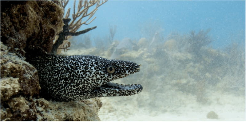 Playa del Carmen: Ocean Dive Tour - Final Thoughts