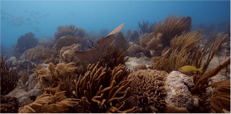 Playa del Carmen: Ocean Dive Tour - FAQ