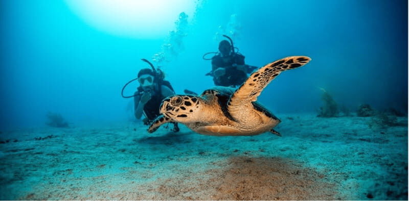Playa del Carmen: Open Water Diver Course - Key Points