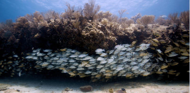 Playa del Carmen: Open Water Diver Course - Booking Details and Practical Info
