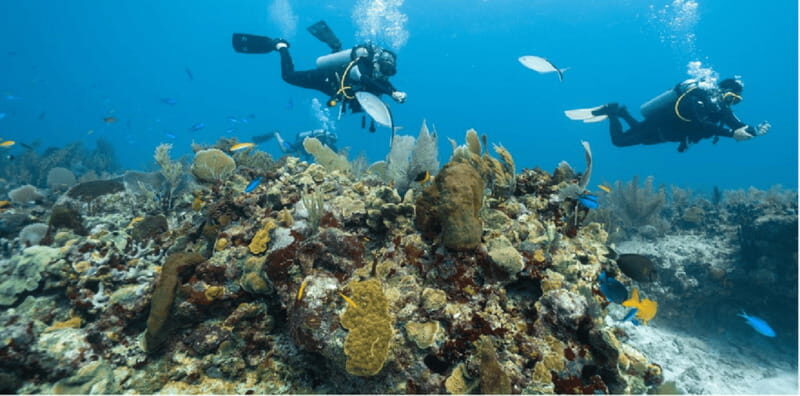 Playa del Carmen: Open Water Diver Course - What Travelers Should Know