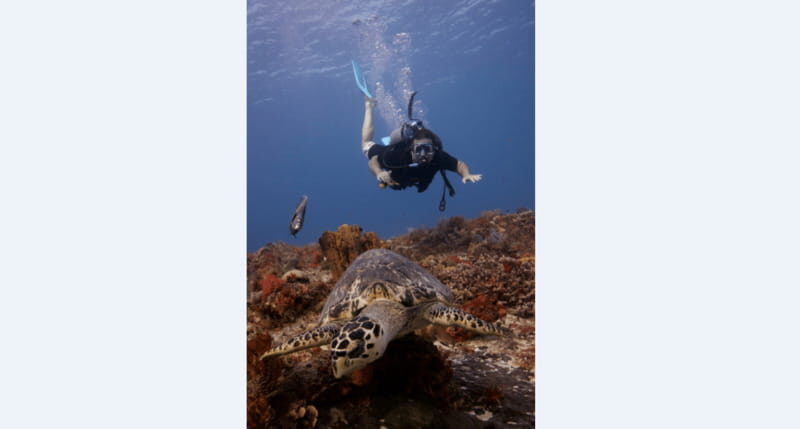Playa del Carmen: Open Water Diver Course - Why This Course Is a Great Choice