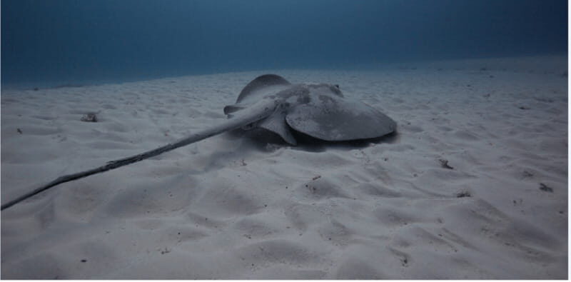 Playa del Carmen: Open Water Diver Course - The Sum Up