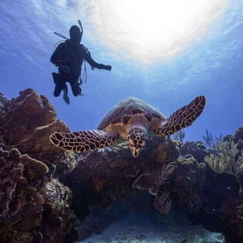 Playa del Carmen: PADI Open Water Certification - Key Points