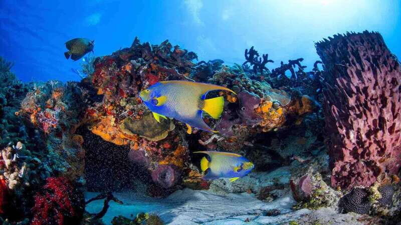Playa del Carmen: PADI Open Water Certification - What’s Included and What to Expect