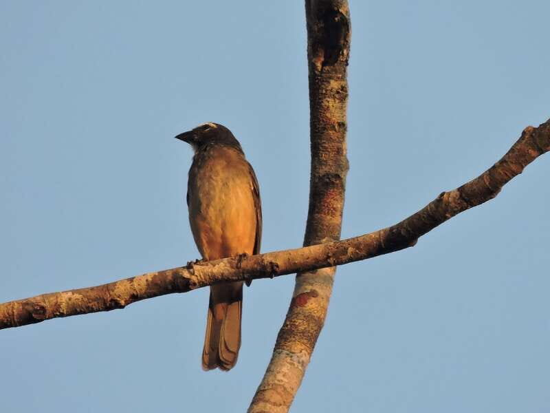 Playa del Carmen: Private Morning Birdwatching Tour - Setting the Scene: The Ruta de los Cenotes