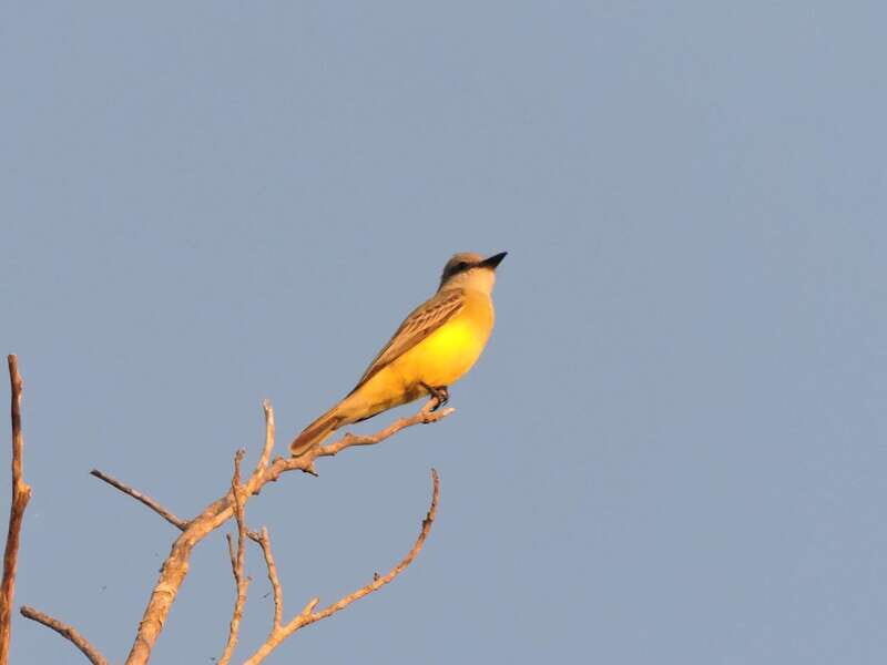 Playa del Carmen: Private Morning Birdwatching Tour - The End of the Tour and Return