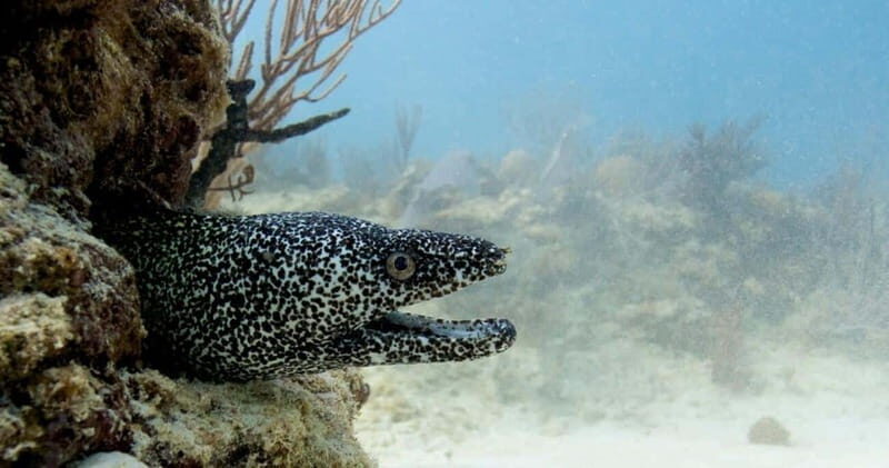 Playa del Carmen: Refresher Dive - Playa del Carmen: Refresher Dive Review