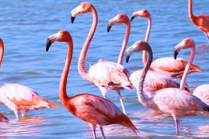 Playa del Carmen: Rio Lagartos and Las Coloradas Tour - FAQ