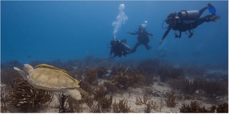 Playa del Carmen: Scuba Diver Certification Course - An Inside Look at the Itinerary