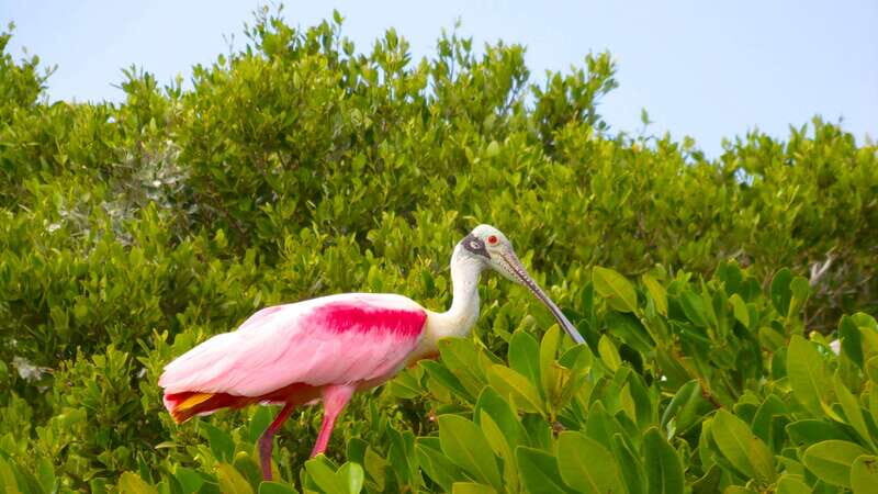 Playa del Carmen: Sian Ka'an Deluxe Boat Tour - Practical Aspects and Tips for Travelers