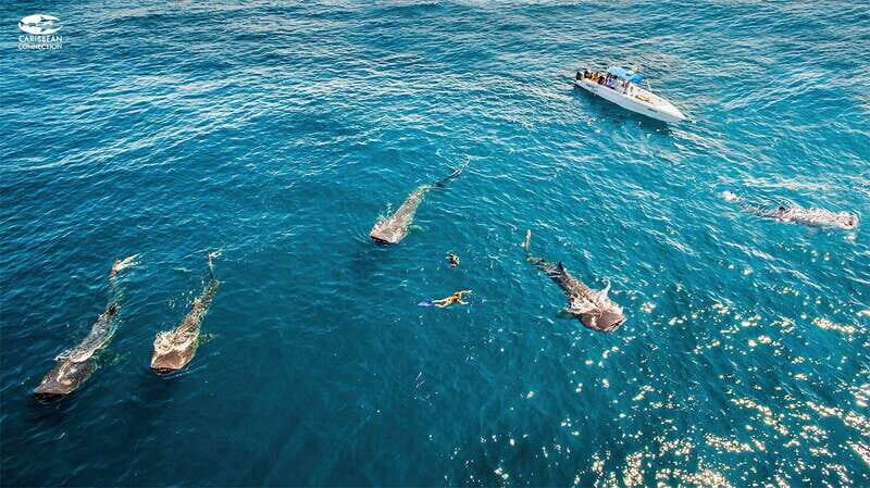 Playa del Carmen: Swim next to Whale Shark - FAQ