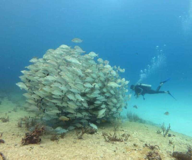 Playa del Carmen: Two Reefs Dives for Certified Divers - What Makes This Tour Stand Out?