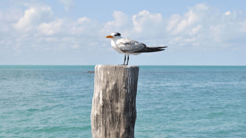 Playa del Carmen: Visiting Isla Contoy and Isla Mujeres - Who Is This Tour Best For?