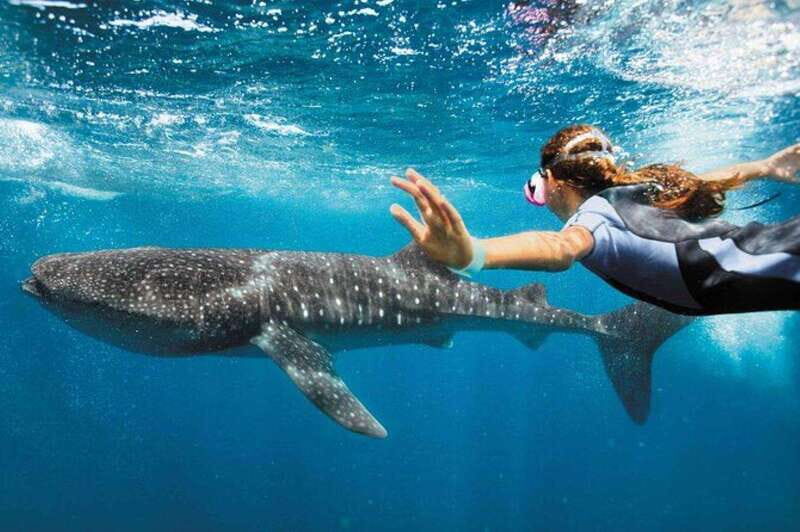 Playa del Carmen:Whale shark Experience in the Caribbean Sea - A Complete Breakdown of the Experience