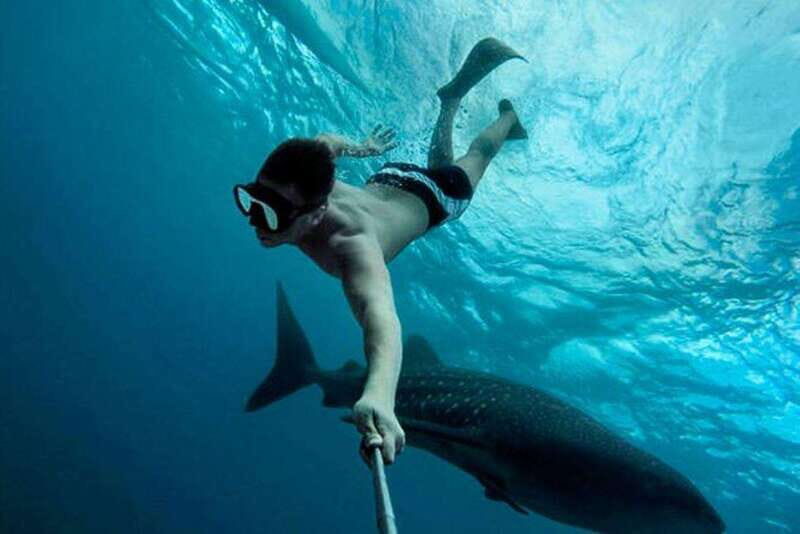 Playa del Carmen:Whale shark Experience in the Caribbean Sea - Why This Tour Works Well for Certain Travelers