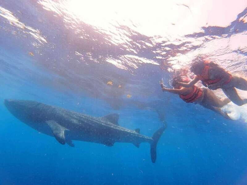Playa del Carmen:Whale shark Experience in the Caribbean Sea - FAQ