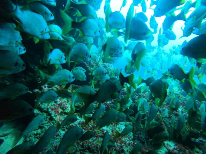 playa-del-ingles-discover-scuba-diving-free-transfers