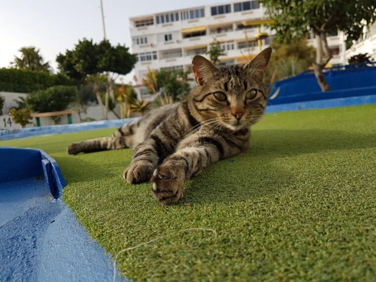 playa-del-ingles-minigolf-taidia