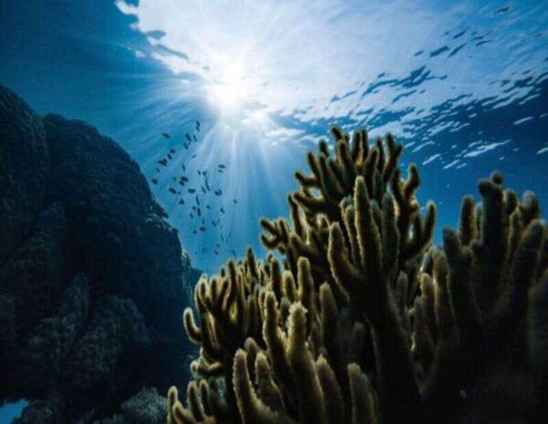 Playa: Diving Local Reef - Practical Tips for Your Dive Day