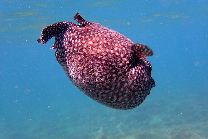 playa-samara-ocean-kayak-and-snorkeling