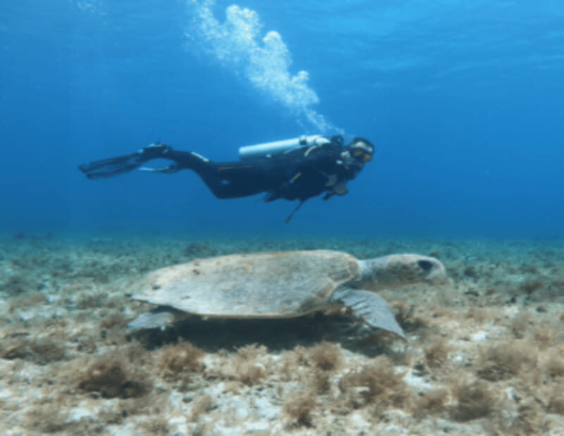 Playa: Scuba Discovery - Who Should Book This Tour?