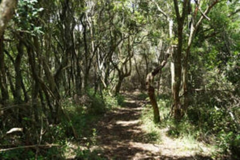 Plettenberg: 2-Hour Zipline Tour - What to Expect from This 2-Hour Zipline Experience