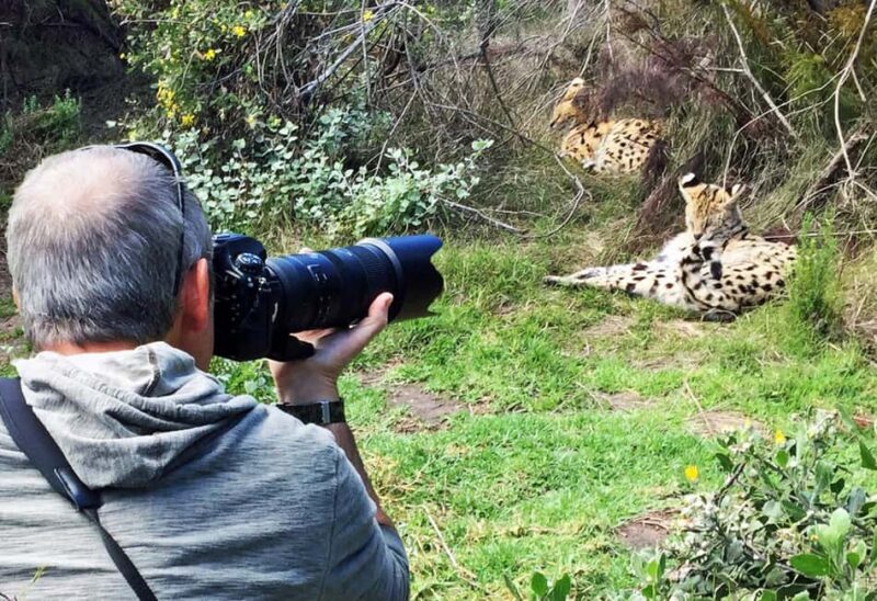 Plettenberg Bay: Cats in Conservation Full Day Tour - Key Points