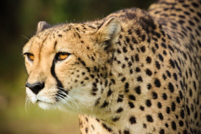 Plettenberg Bay: Cats in Conservation Full Day Tour - FAQ