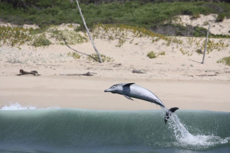 Plettenberg Bay: Dolphin and Marine Boat Tour - Key Points
