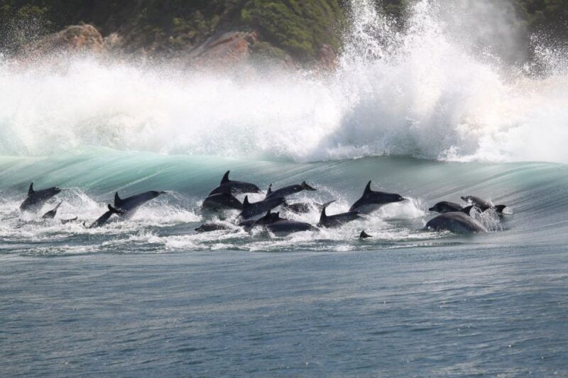 plettenberg-bay-dolphin-and-marine-boat-tour