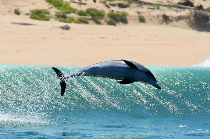 plettenberg-bay-dolphin-and-marine-boat-tour