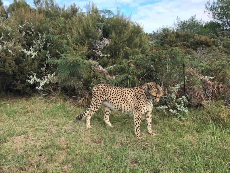 Plettenberg Bay: Full Day Wildlife and Wellness Package - Analyzing the Value