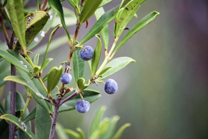 Plettenberg Bay: Full Day Wildlife and Wellness Package - FAQs