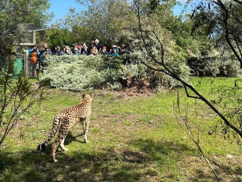 plettenberg-bay-guided-forest-walk-and-wildlife-tour