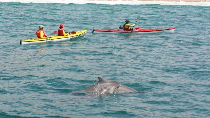 Plettenberg Bay: Guided Sea Kayak Tour - What to Expect from the Tour