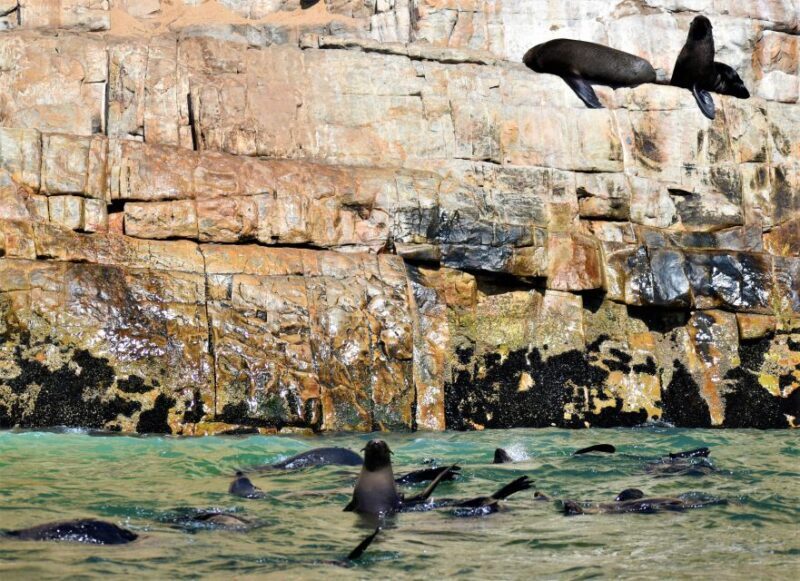 Plettenberg Bay: Seal Colony Viewing Excursion - Introduction