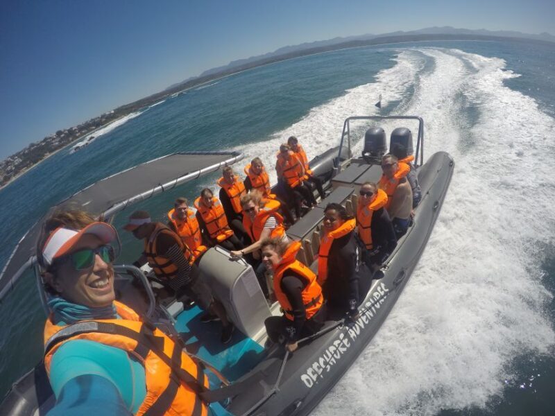 Plettenberg Bay: Seal Colony Viewing Excursion - Highlights of the Experience